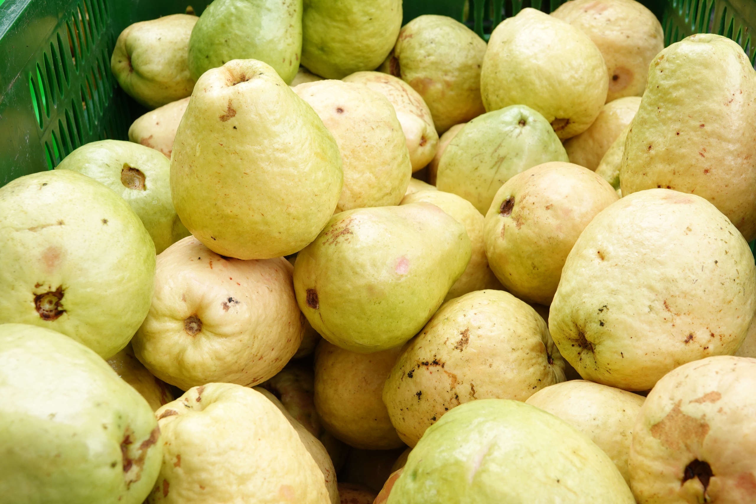 Nông dân miền Tây làm giàu nhờ trồng ổi ruột hồng- Ảnh 3.