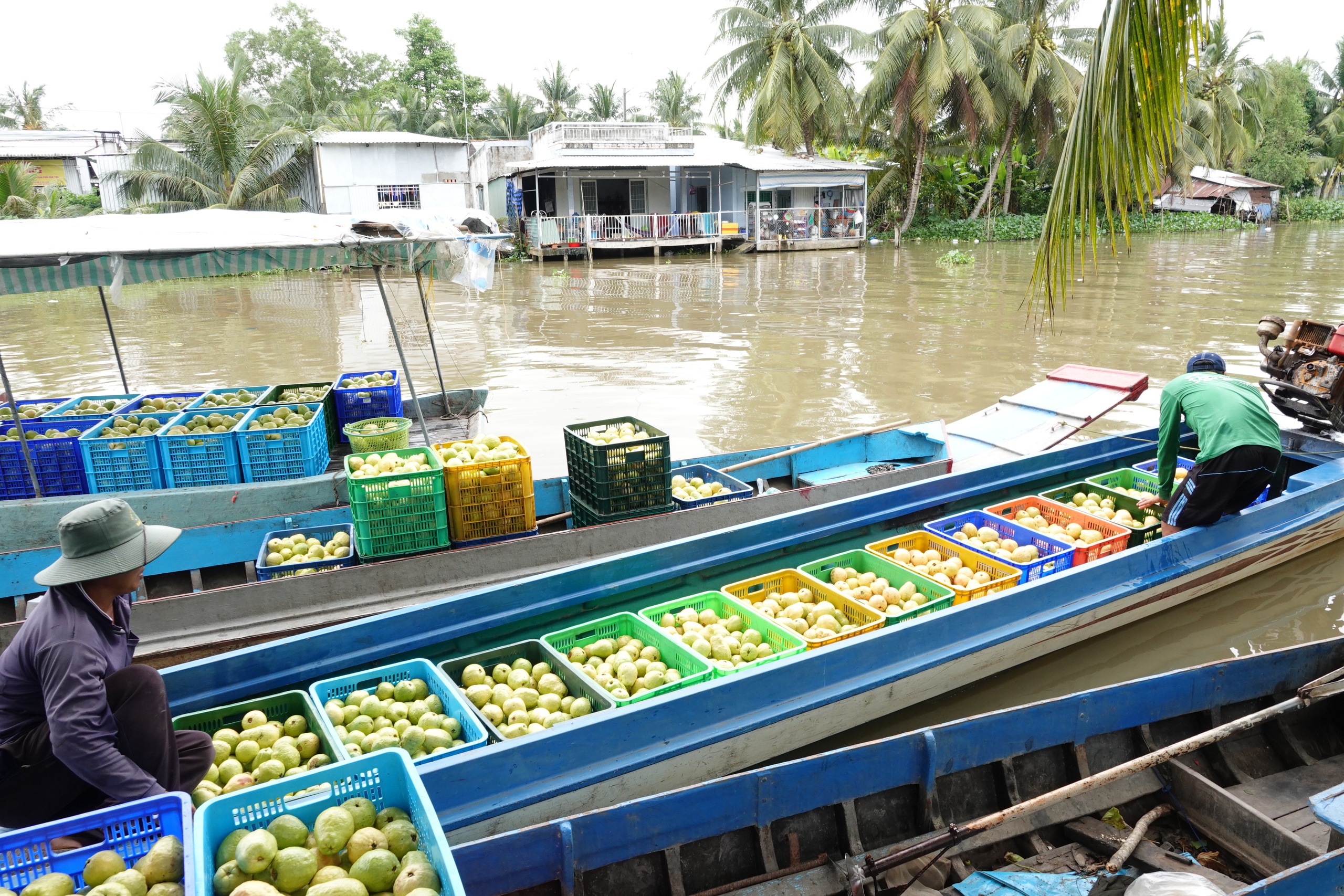 Nông dân miền Tây làm giàu nhờ trồng ổi ruột hồng- Ảnh 4.