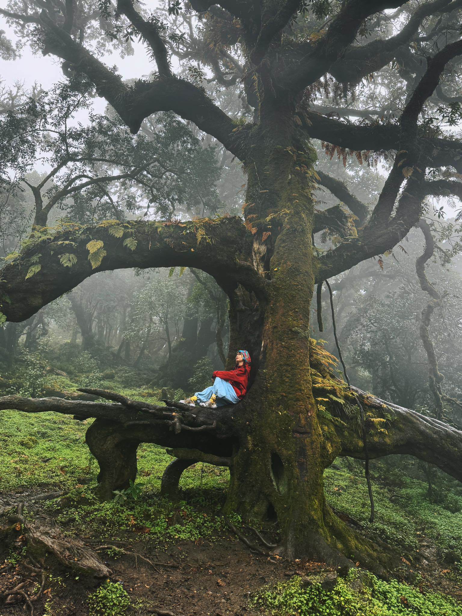 Chinh phục đỉnh Sa Mu 2.756 m giữa mây trời Tây Bắc - 6