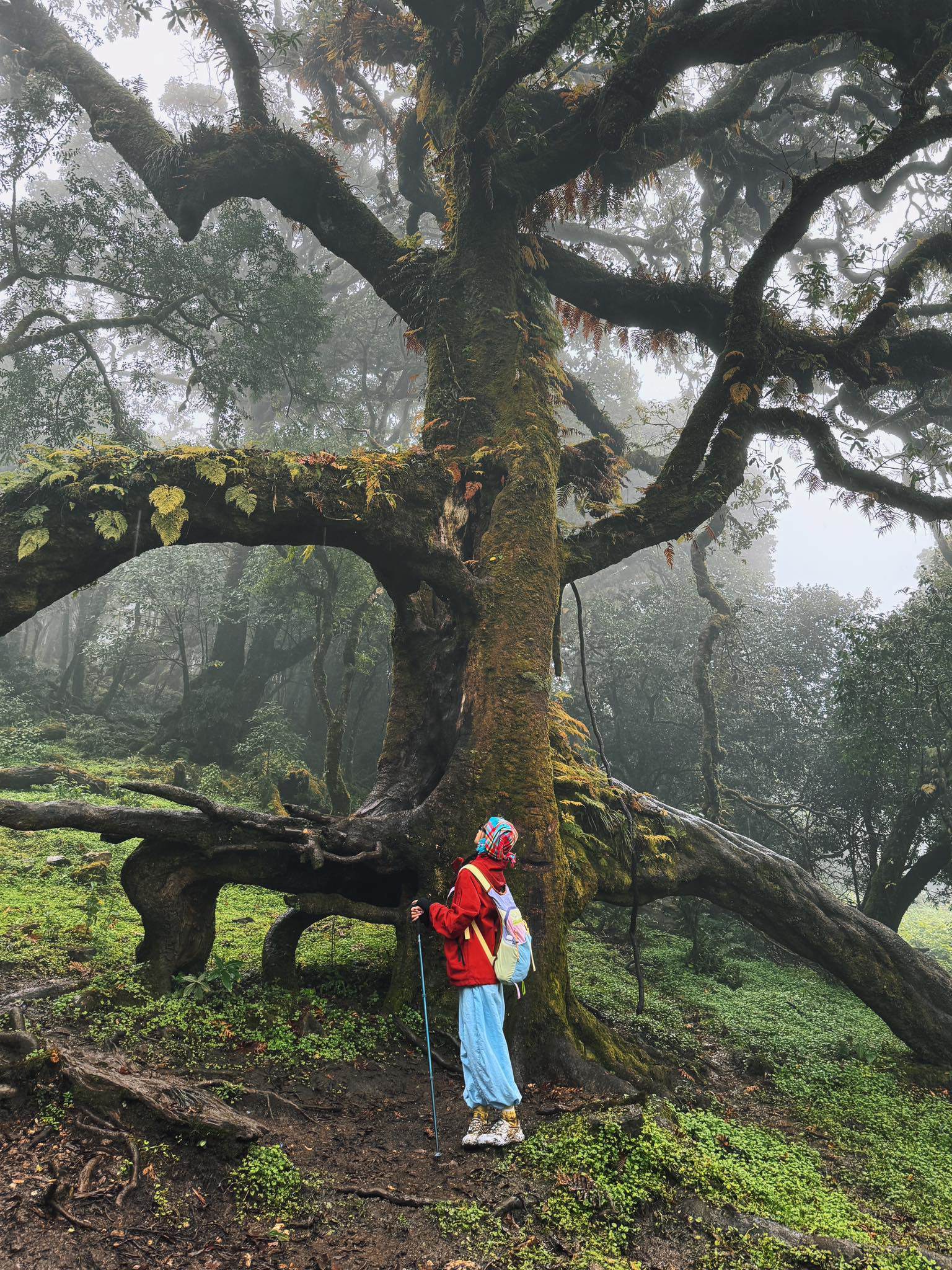 Chinh phục đỉnh Sa Mu 2.756 m giữa mây trời Tây Bắc - 7