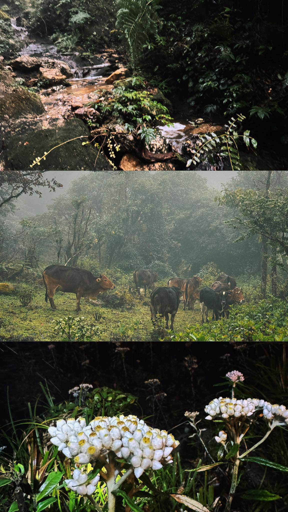 Chinh phục đỉnh Sa Mu 2.756 m giữa mây trời Tây Bắc - 16