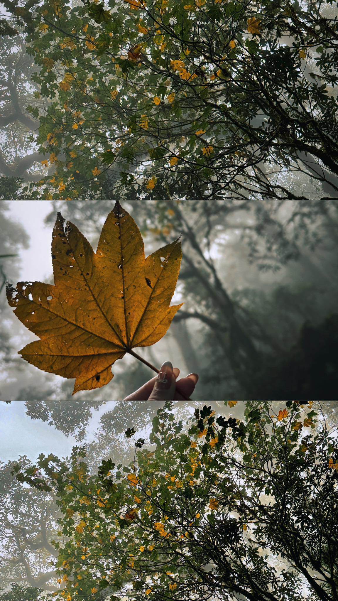 Chinh phục đỉnh Sa Mu 2.756 m giữa mây trời Tây Bắc - 15