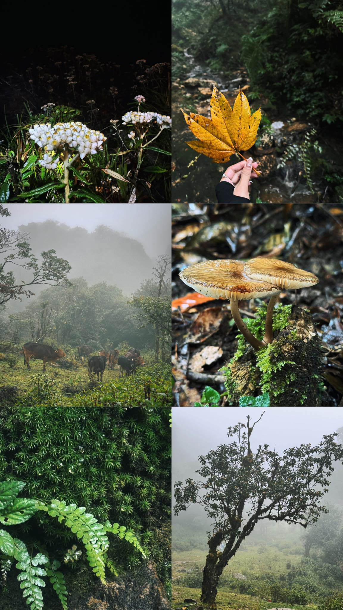 Chinh phục đỉnh Sa Mu 2.756 m giữa mây trời Tây Bắc - 17