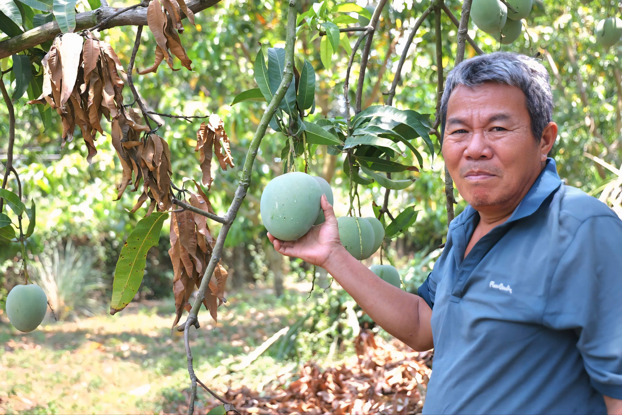 Xoài Úc chỉ còn hơn 1.000 đồng/kg, rụng đầy gốc không bán được- Ảnh 2.