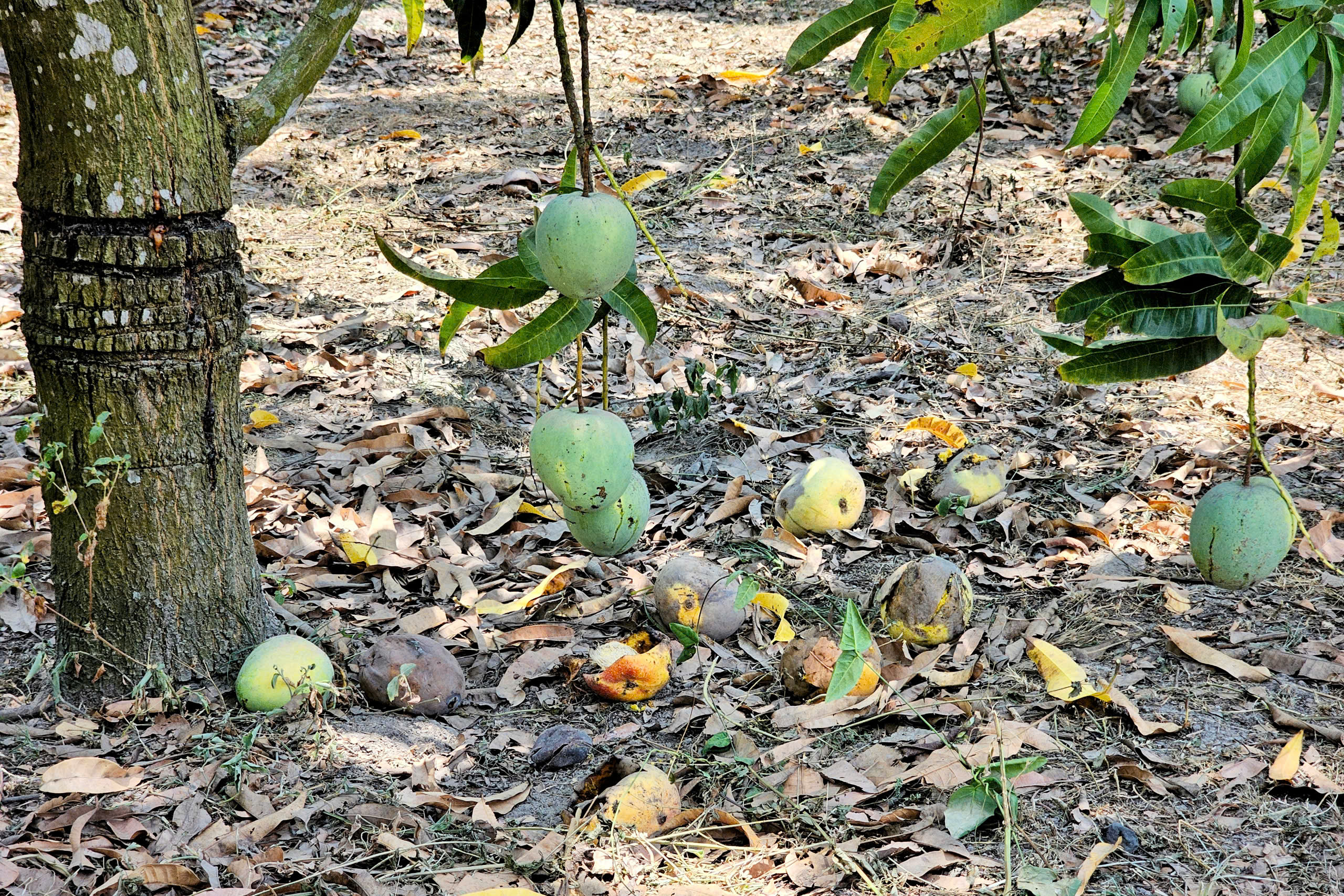 Xoài Úc chỉ còn hơn 1.000 đồng/kg, rụng đầy gốc không bán được- Ảnh 3.