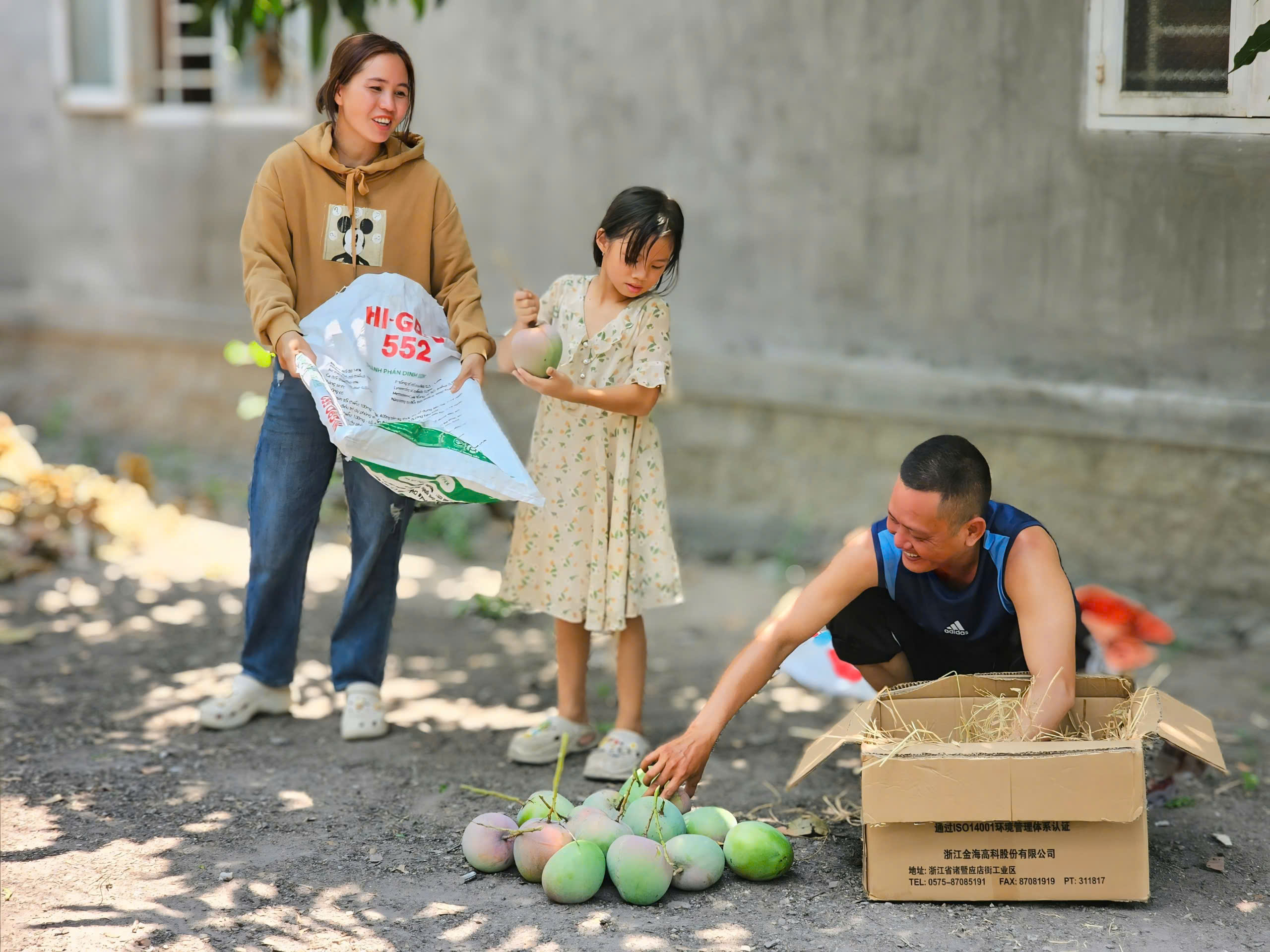 Xoài Úc chỉ còn hơn 1.000 đồng/kg, rụng đầy gốc không bán được- Ảnh 4.
