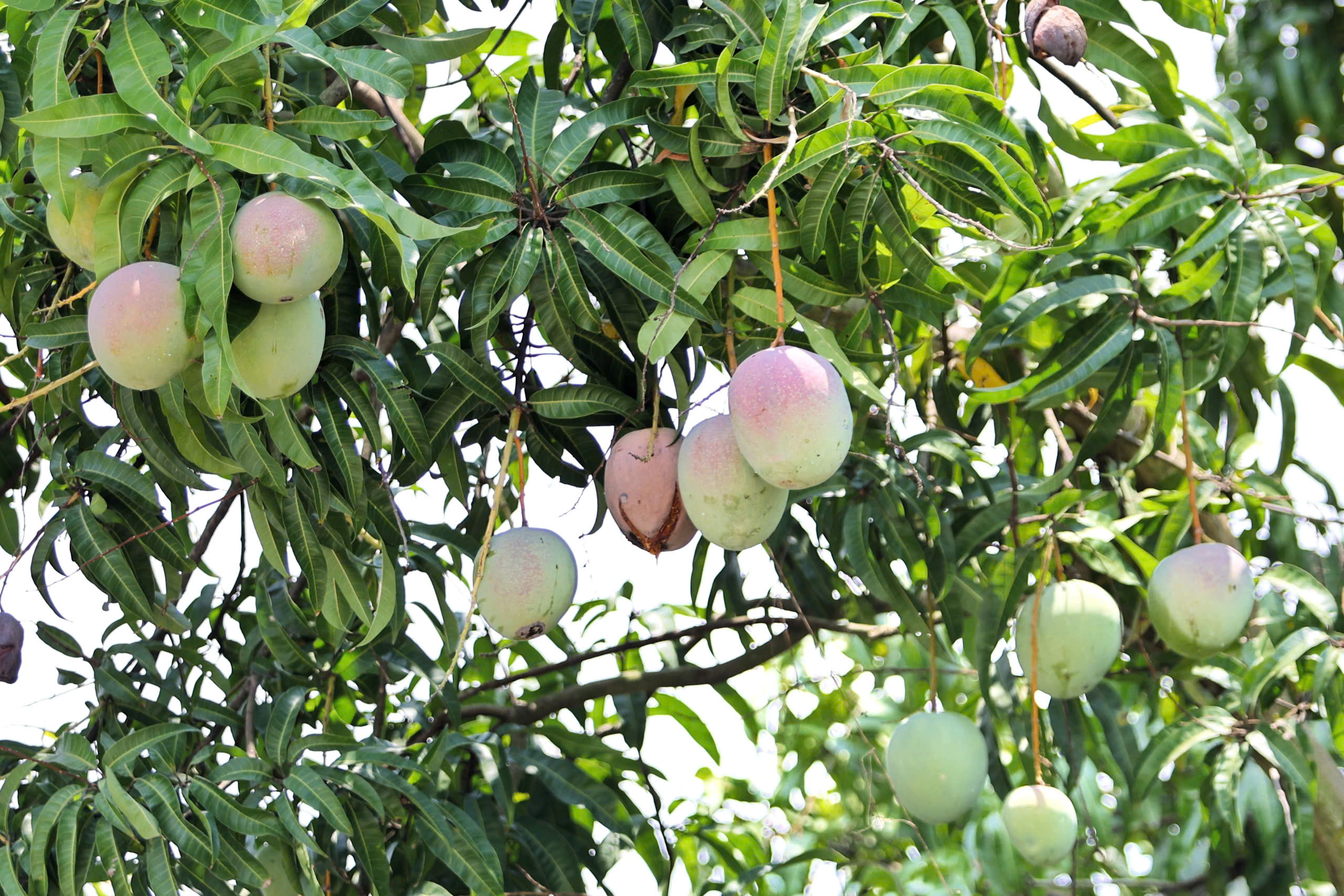 Xoài Úc chỉ còn hơn 1.000 đồng/kg, rụng đầy gốc không bán được- Ảnh 5.