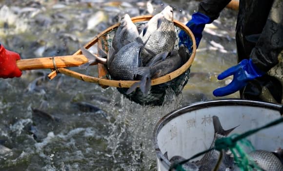 cá, ung thư, loài cá ảnh hưởng sức khỏe, loài cá bị cấm