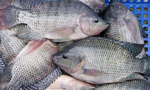 cá, ung thư, loài cá ảnh hưởng sức khỏe, loài cá bị cấm