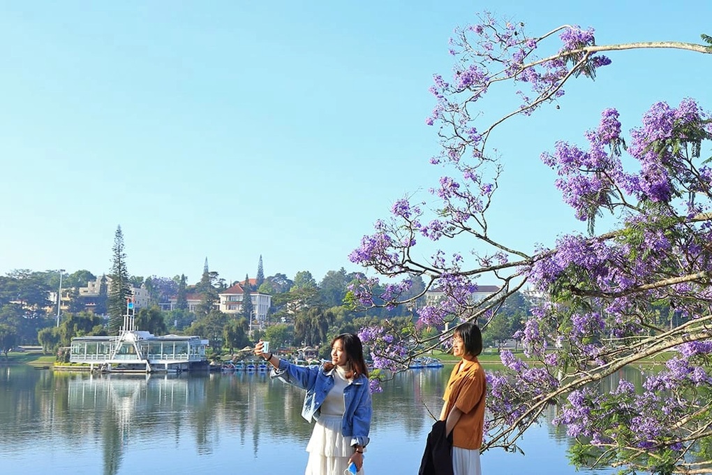 Bão quật đổ cây phượng tím nổi tiếng Đà Lạt, du khách tiếc ngẩn ngơ - 2