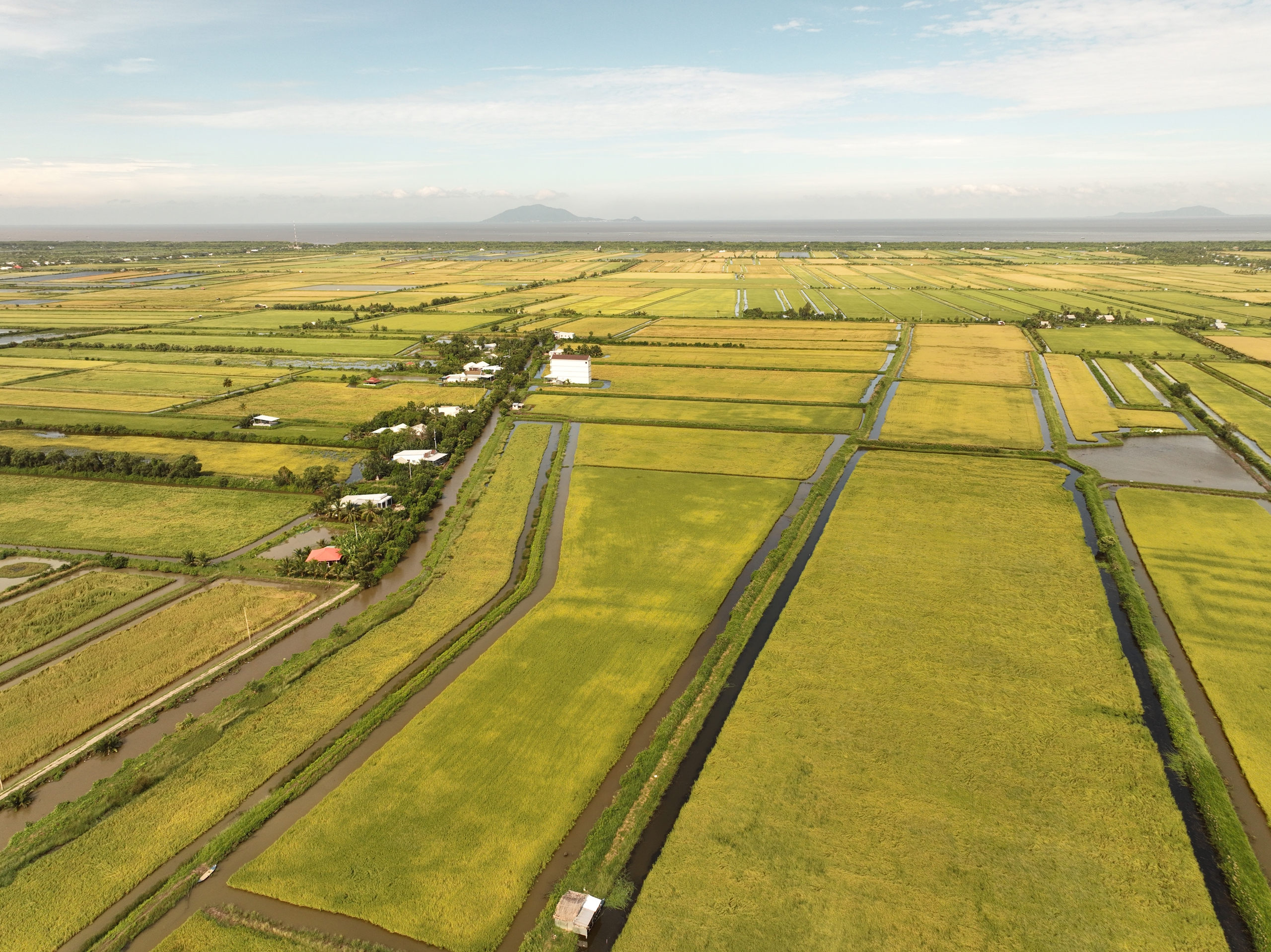 Vì sao Gạo Ông Cua ST25 ngon không loại gạo nào sánh được? - Ảnh 4.