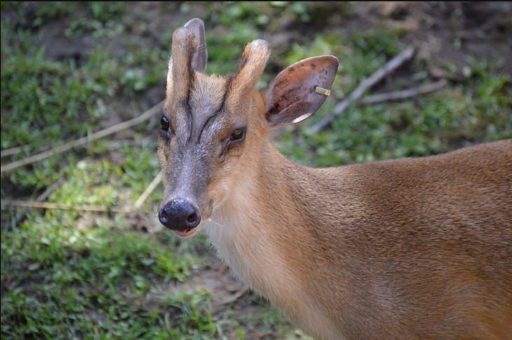 Đặt camera giữa rừng sâu, các nhà khoa học tình cờ phát hiện loài vật đã công bố tuyệt chủng gần 100 năm- Ảnh 2. Đặt camera giữa rừng sâu, các nhà khoa học tình cờ phát hiện loài vật đã công bố tuyệt chủng gần 100 năm- Ảnh 2.
