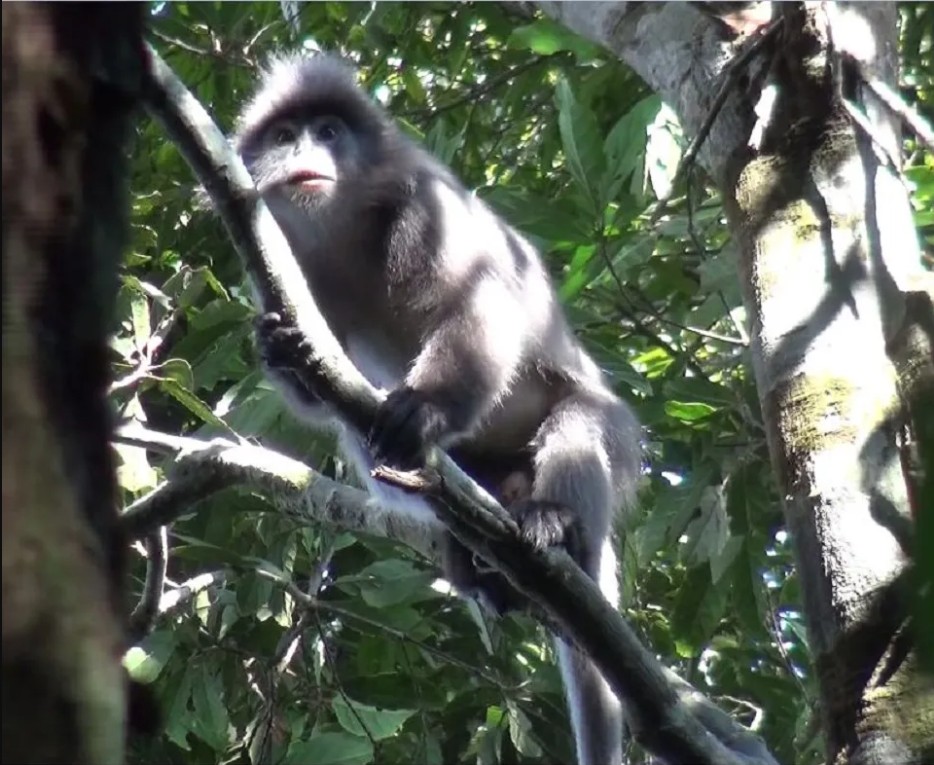 Đặt camera giữa rừng sâu, các nhà khoa học tình cờ phát hiện loài vật đã công bố tuyệt chủng gần 100 năm- Ảnh 3. Đặt camera giữa rừng sâu, các nhà khoa học tình cờ phát hiện loài vật đã công bố tuyệt chủng gần 100 năm- Ảnh 3.
