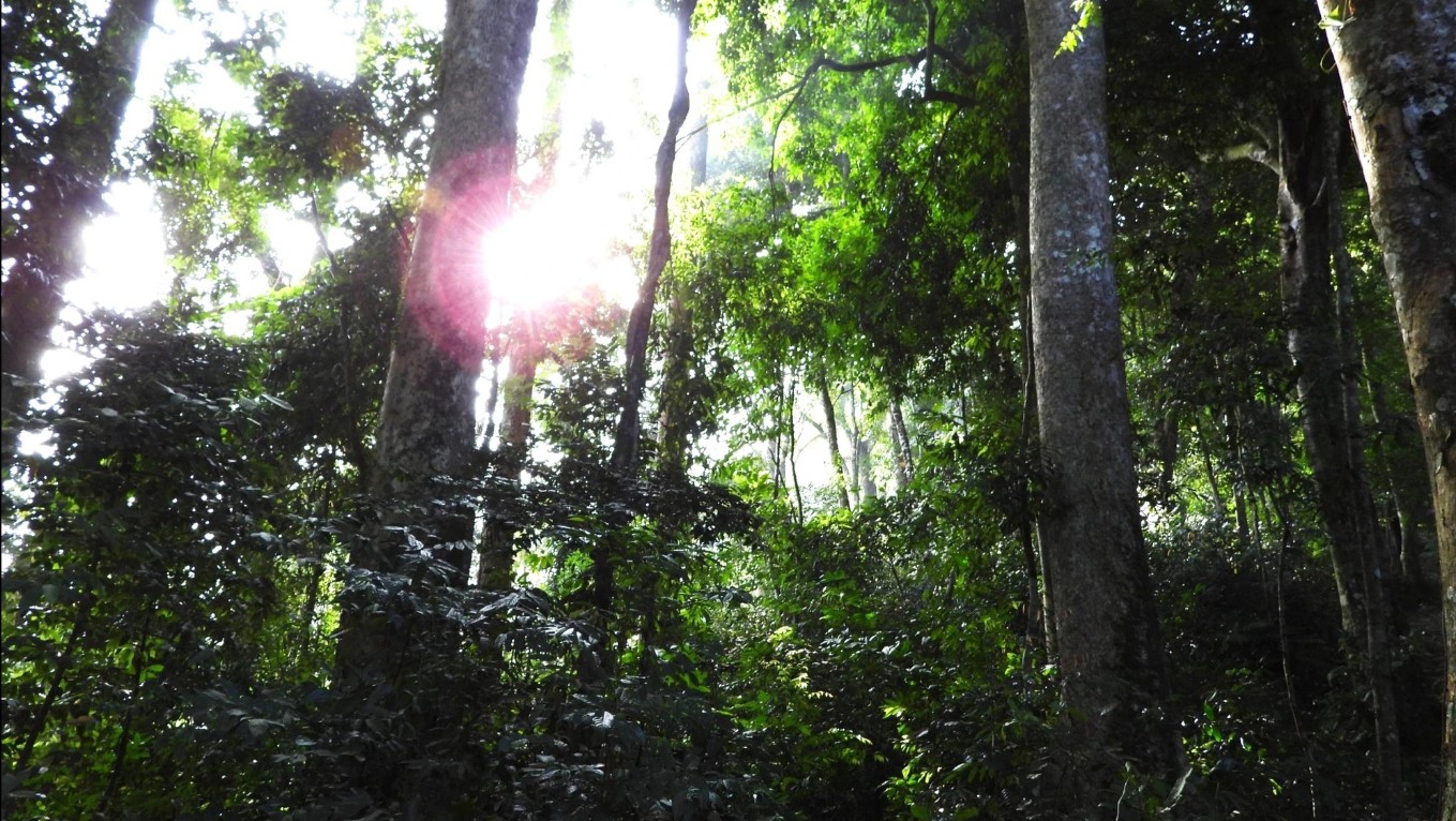 Đặt camera giữa rừng sâu, các nhà khoa học tình cờ phát hiện loài vật đã công bố tuyệt chủng gần 100 năm- Ảnh 4. Đặt camera giữa rừng sâu, các nhà khoa học tình cờ phát hiện loài vật đã công bố tuyệt chủng gần 100 năm- Ảnh 4.