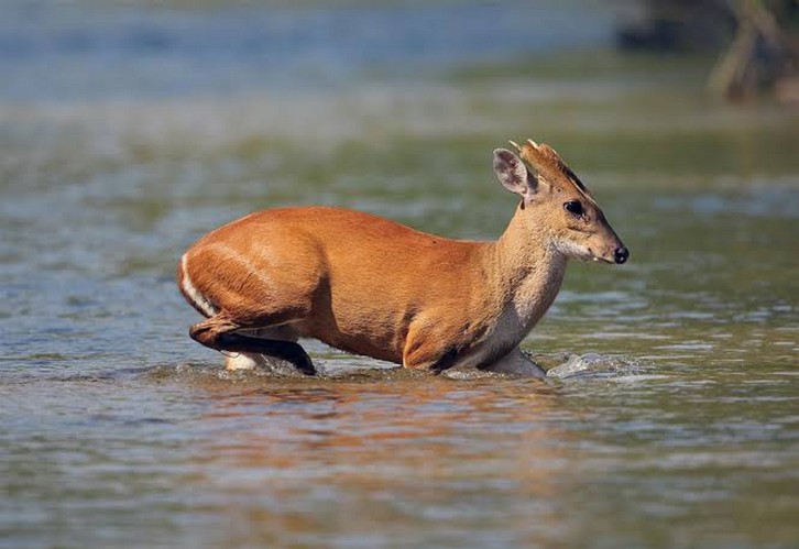 Đặt camera giữa rừng sâu, các nhà khoa học tình cờ phát hiện loài vật đã công bố tuyệt chủng gần 100 năm- Ảnh 5. Đặt camera giữa rừng sâu, các nhà khoa học tình cờ phát hiện loài vật đã công bố tuyệt chủng gần 100 năm- Ảnh 5.