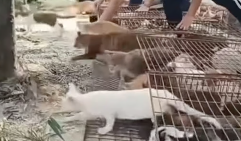 Phẫn nộ ở Trung Quốc: 'Phóng sinh' 1.100 con mèo xuống hồ chứa nước - Ảnh 2.