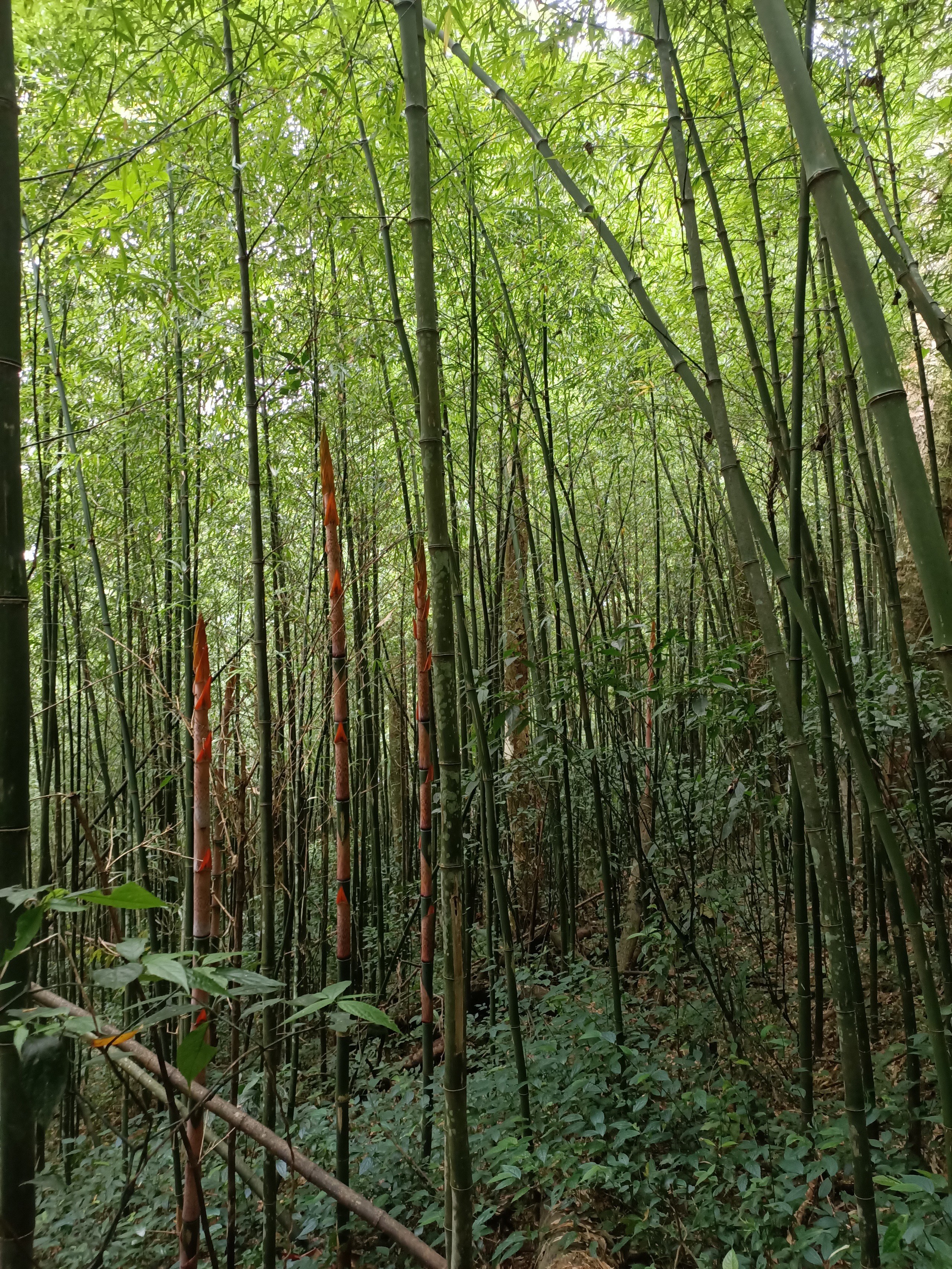 Mở tuyến Chinh phục đỉnh Pù Luông, đón du khách thích du lịch mạo hiểm về với xứ Thanh - Ảnh 10.