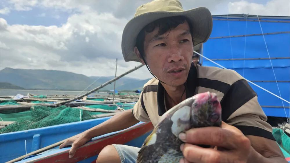 Nhiều ngư dân vớt cá chết, xử lý lại lồng bè. Ảnh: M.N cá chết 104.jpg