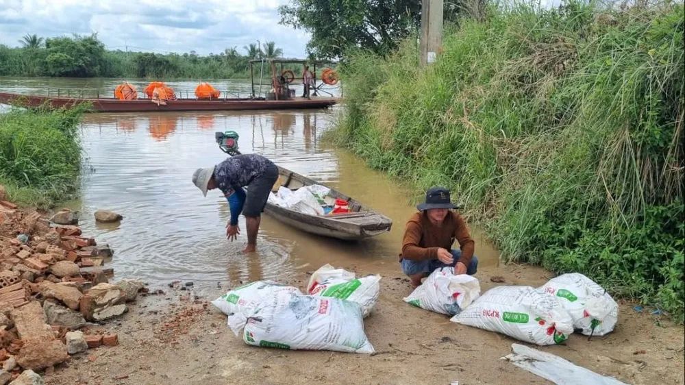 Người dân đưa cá chết lên bờ về ủ phân bón. Ảnh: T.T cá chết 106.jpg