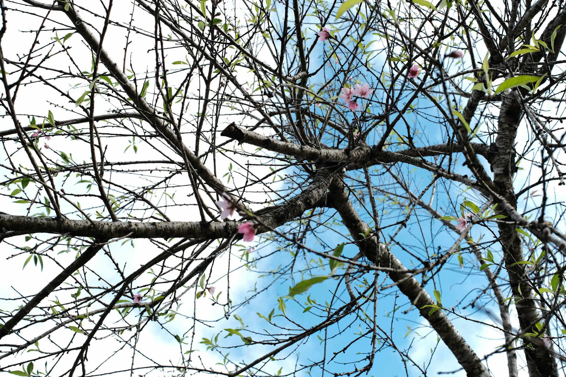 'Cảnh tượng chưa từng thấy' ở Lô Lô Chải hút du khách ghé thăm - 5