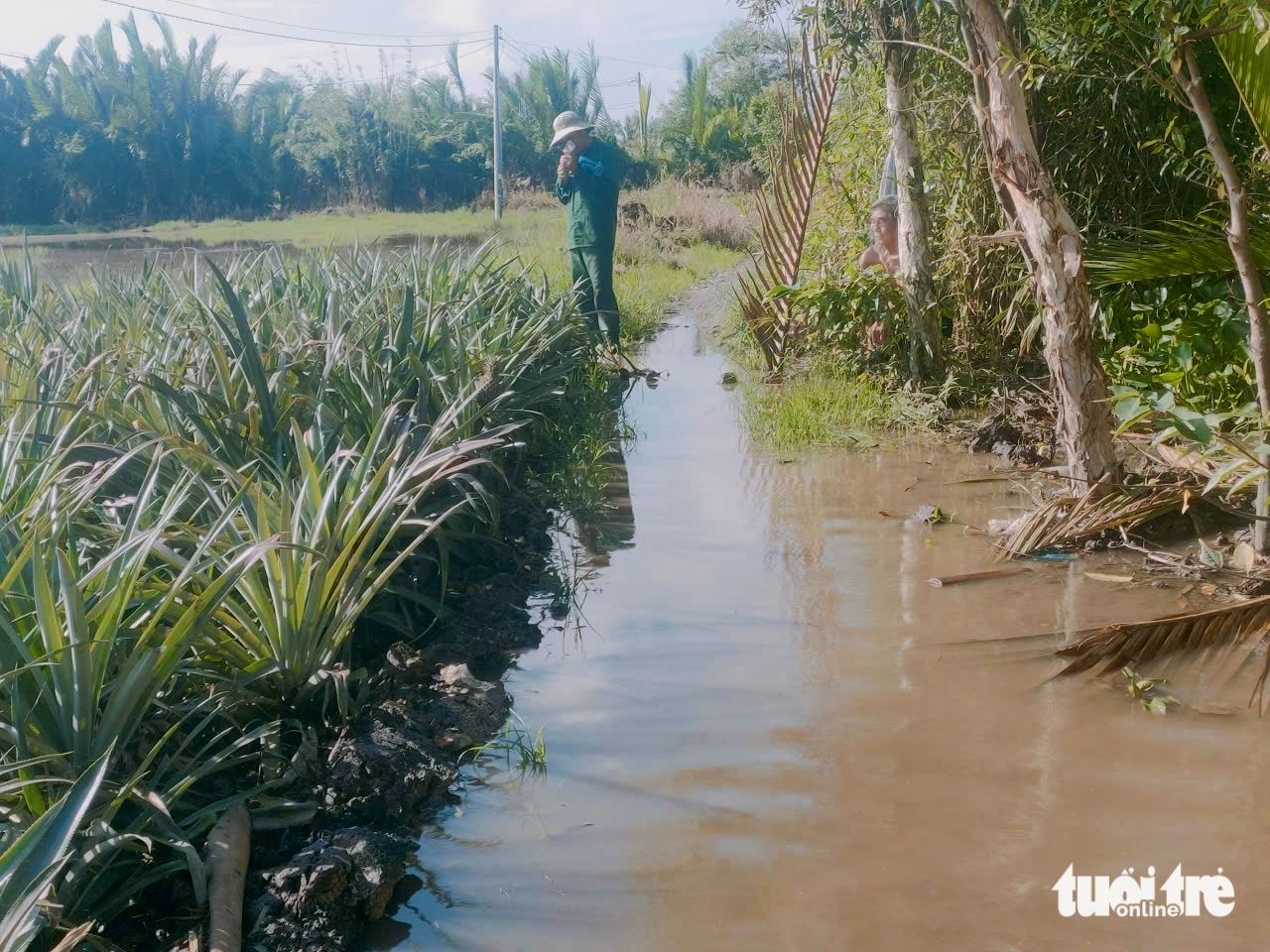Triều cường làm ngập 615ha khóm và hoa màu, gây thiệt hại nặng - Ảnh 3.