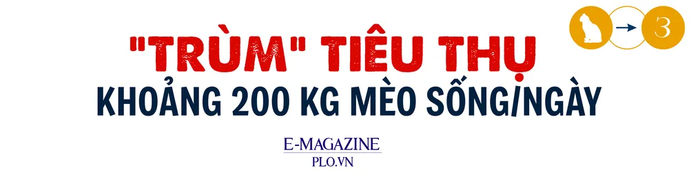 mèo tặc (4).png