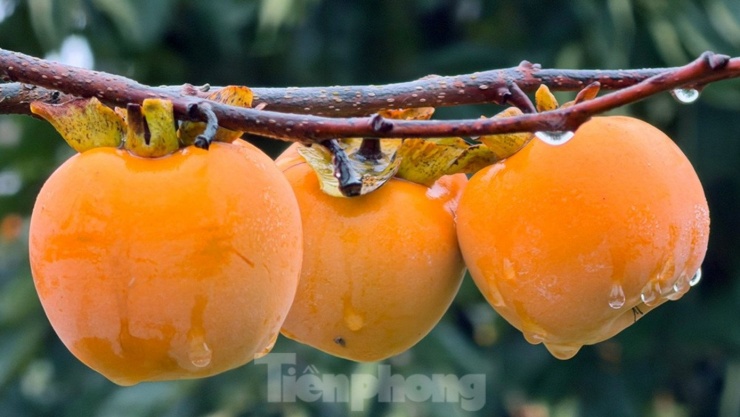 Những quả hồng chuyển màu từ vàng sang cam đỏ rực, căng mọng.