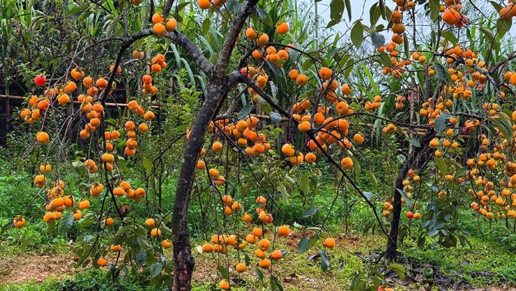 Mộc Châu mùa hồng chín, ai đến cũng ngẩn ngơ - 4