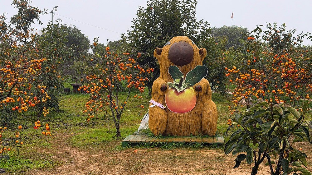 Mộc Châu mùa hồng chín, ai đến cũng ngẩn ngơ - 5