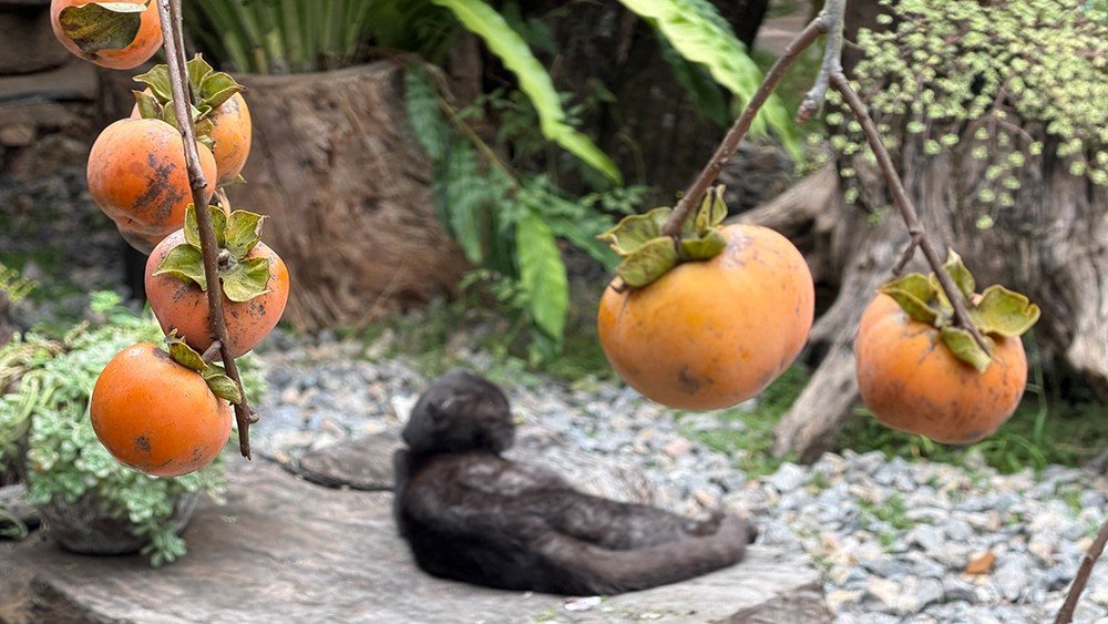 Mộc Châu mùa hồng chín, ai đến cũng ngẩn ngơ - 6