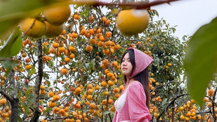 Mộc Châu mùa hồng chín, ai đến cũng ngẩn ngơ - 7