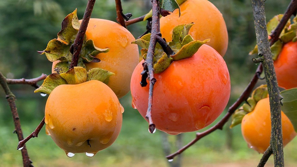 Mộc Châu mùa hồng chín, ai đến cũng ngẩn ngơ - 8