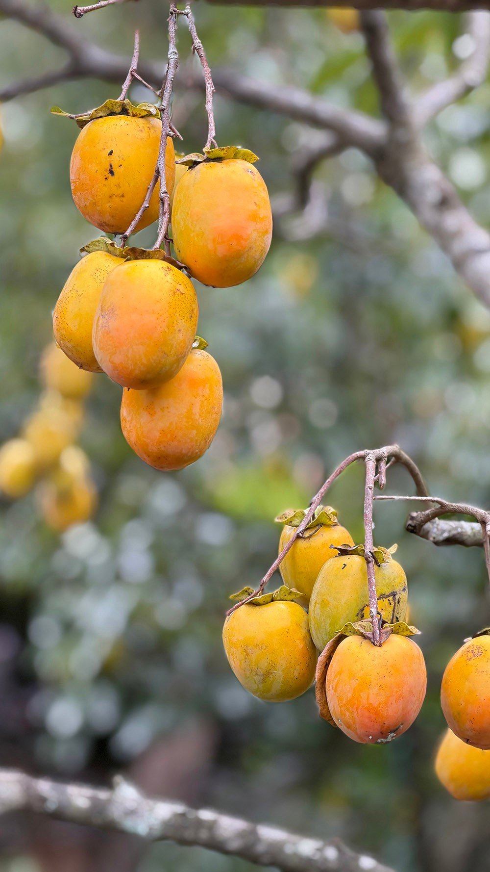 Mộc Châu mùa hồng chín, ai đến cũng ngẩn ngơ - 14