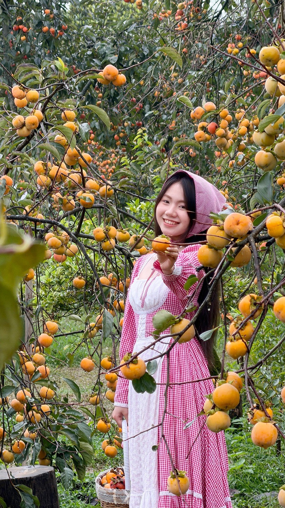 Mộc Châu mùa hồng chín, ai đến cũng ngẩn ngơ - 15