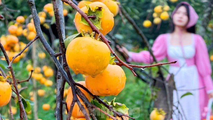 Mộc Châu mùa hồng chín, ai đến cũng ngẩn ngơ - 17