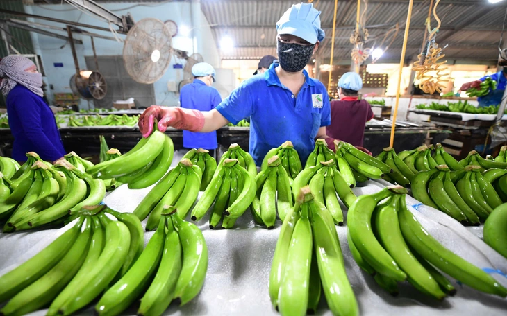 Tổng bí thư Tô Lâm dự lễ kỷ niệm 80 năm ngành Nông nghiệp và Môi trường - Ảnh 4.