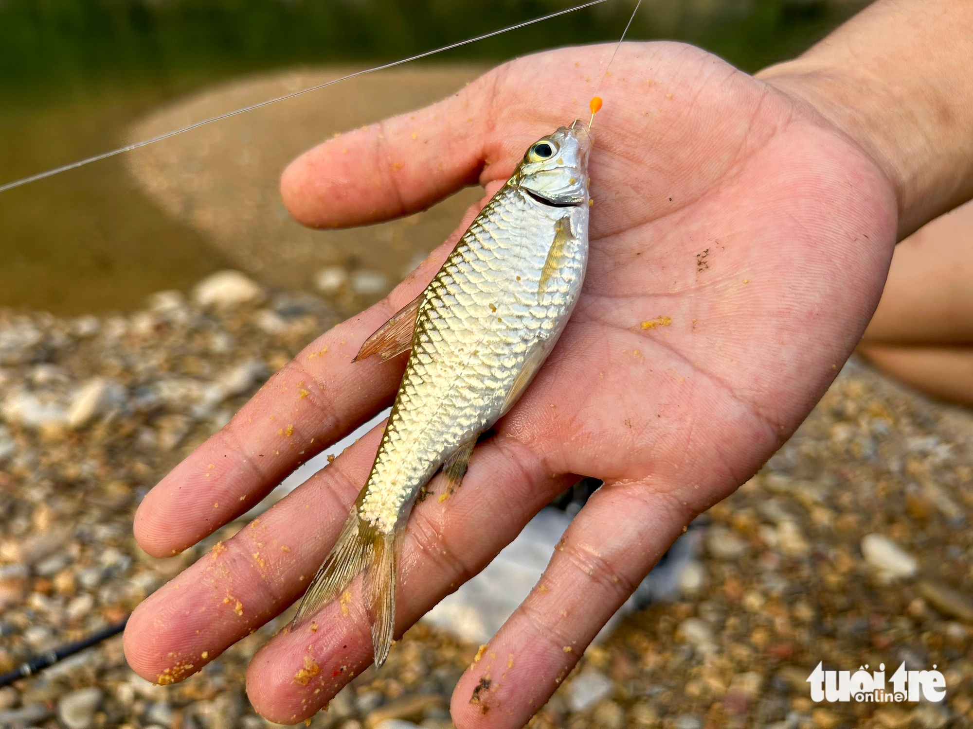 cá suối - Ảnh 5.