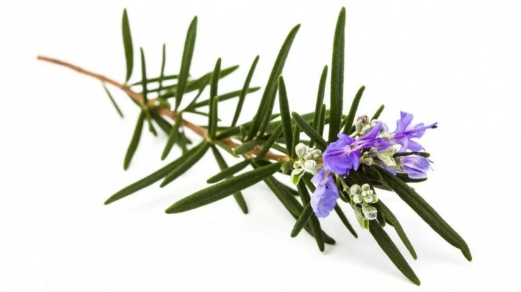 12 gia vị tự nhiên bảo vệ tim, đường huyết và chống ung thư 8 Hương thảo giúp cải thiện tâm trạng.