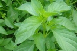 Lá é, gia vị trong nhiều món ăn chữa được bệnh gì?