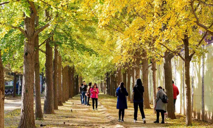 Mùa thu ở Bắc Kinh. Ảnh: CGTN