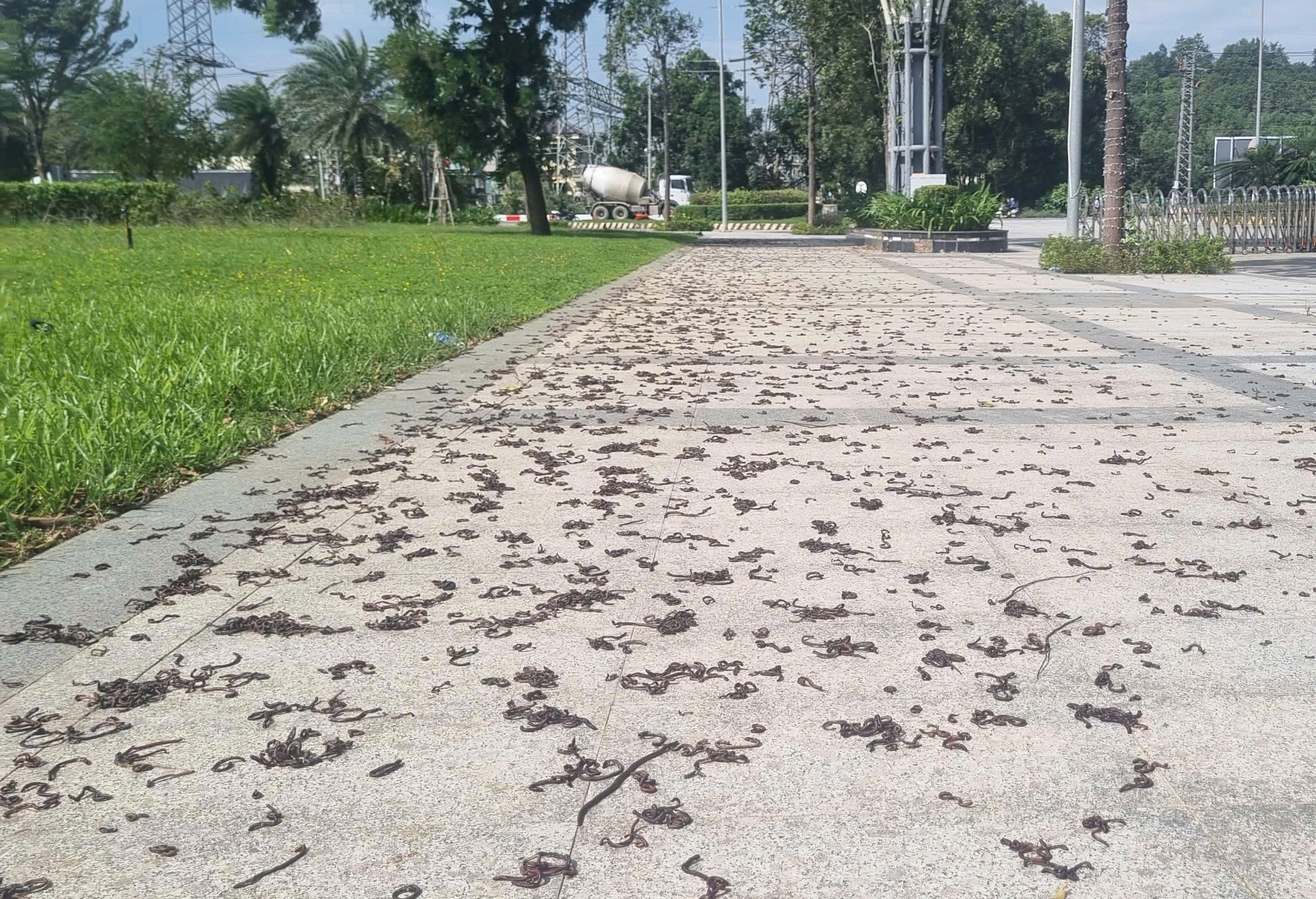 giun đất - Ảnh 2.