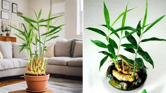 Đặt gừng trên bàn, Gừng phong thủy