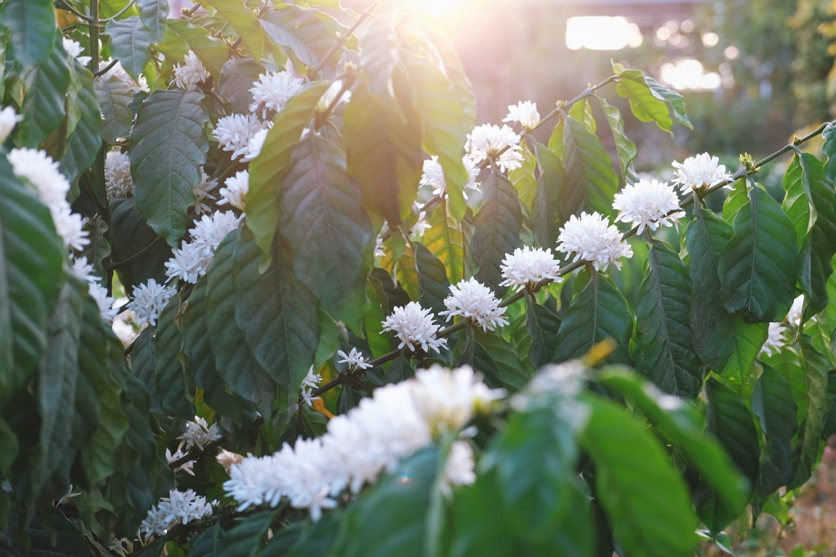 Nguyễn Hùng trở về quê hương với đêm nhạc “Ngân Vang Khát Vọng Đại Ngàn”- Ảnh 4.