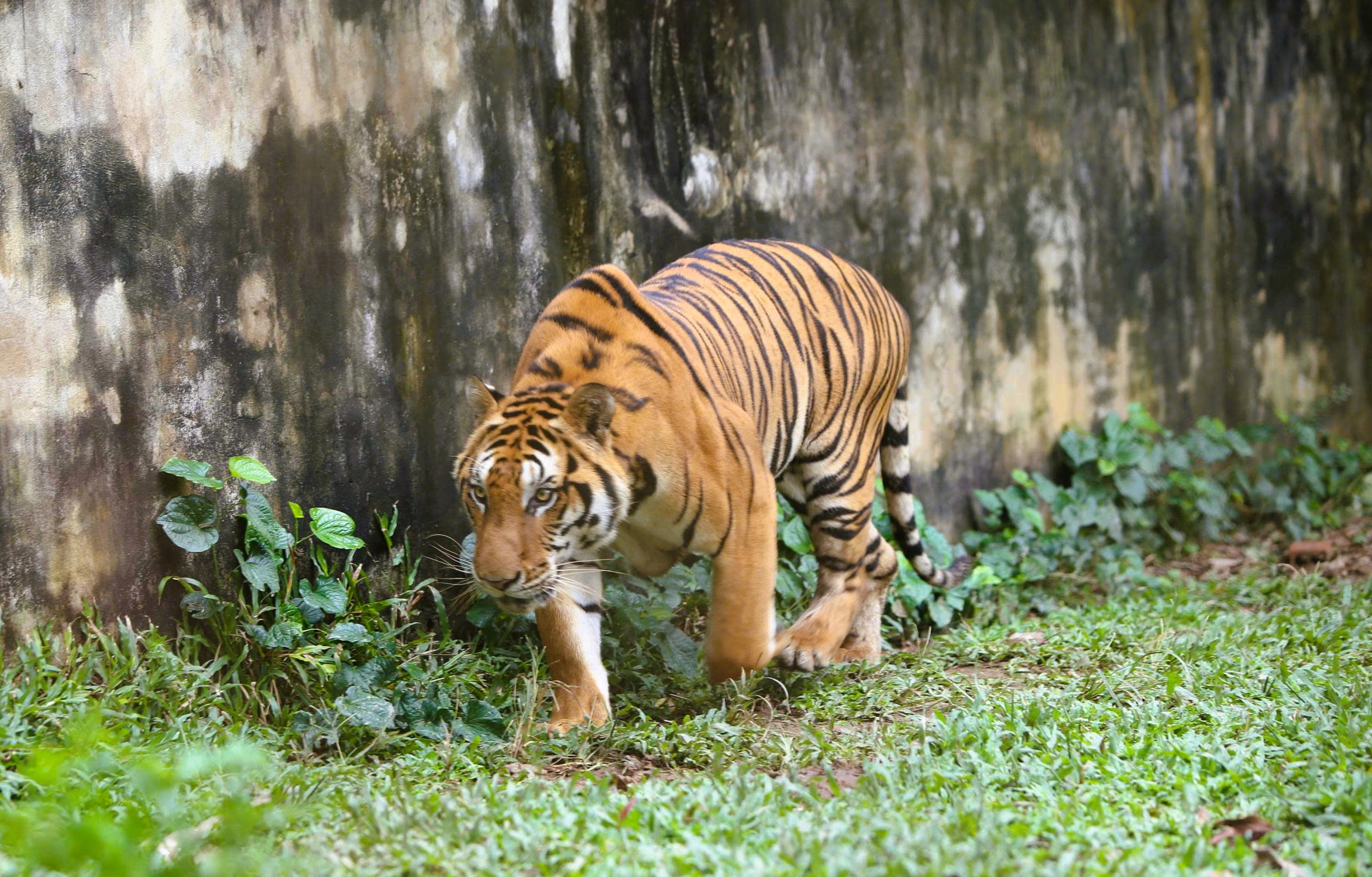 Xây dựng phương án chuyển đàn hổ 9 con ra Vườn thú Hà Nội - Ảnh 2.