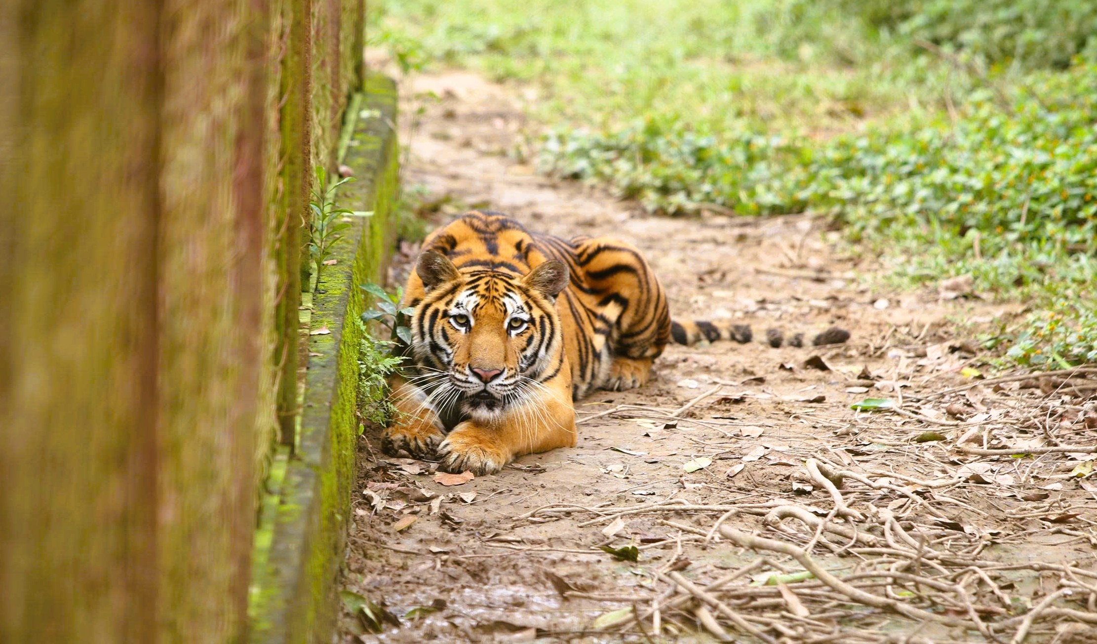 Xây dựng phương án chuyển đàn hổ 9 con ra Vườn thú Hà Nội - Ảnh 3.