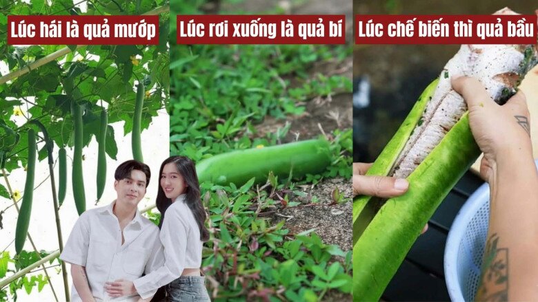 Sau clip nấu ăn gây "rối não" dân mạng, Hồ Quang Hiếu và vợ 1m80 khoe mâm cơm chân quê ai nhìn cũng thèm 11 Còn đây chính là màn chế biến gây chú ý cư dân mạng ở vlog trước. Sau khi được hái từ giàn, trái mướp đột nhiên “biến hình” thành quả bí. Từ mướp hóa bí, rồi đột ngột trở thành quả bầu khi được dùng để nhồi cá nướng. Màn chuyển đổi 3 trong 1 khiến cư dân mạng gọi vui là “vlog ảo thuật ẩm thực”.
