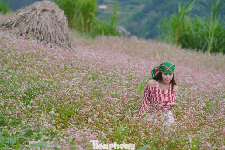 Đường kẹt cứng, khách sạn 'cháy' phòng mùa hoa tam giác mạch - 10