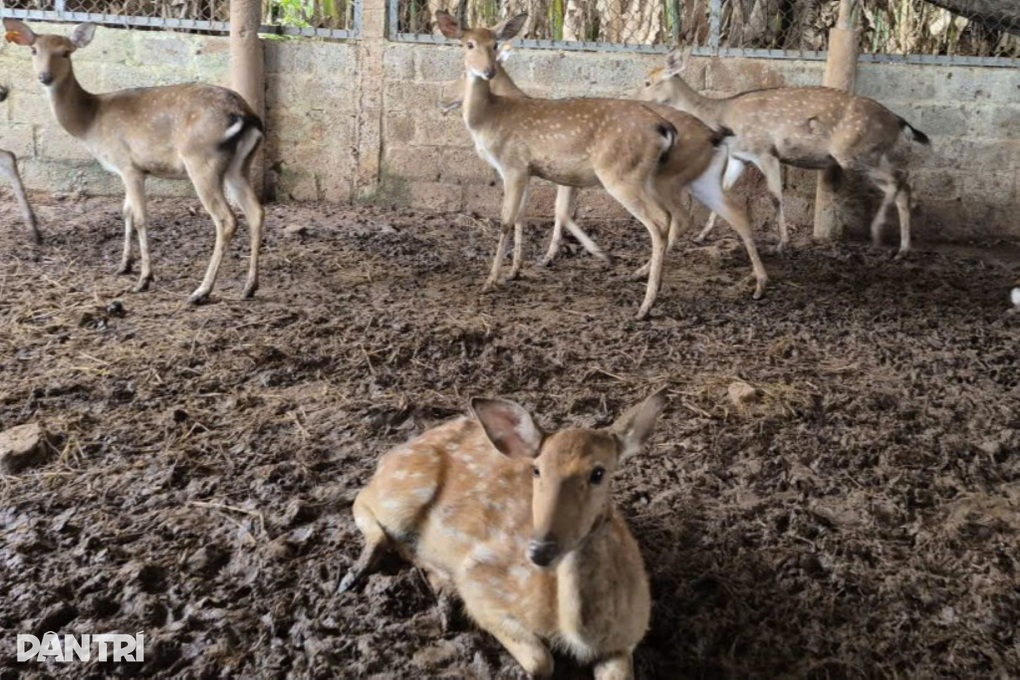 Nữ giáo viên kiếm nửa tỷ đồng mỗi năm từ nghề tay trái - 2