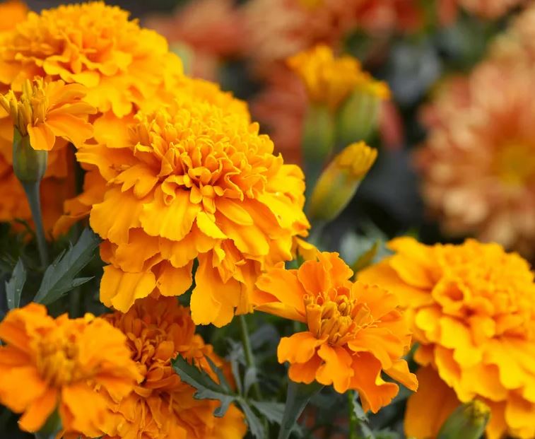 7 loại cây kiến rất ngại “đụng mặt”, thấy là sẽ quay đầu- Ảnh 6.