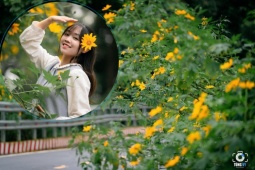 Thiên đường hoa dã quỳ đẹp mê, chỉ cách Hà Nội 50km